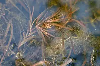 Общий вид растения