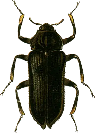 Potamophilus acuminatus
