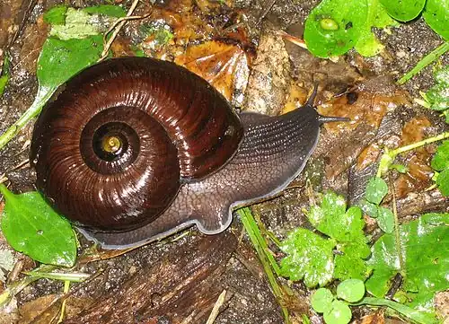 Хищная улитка Powelliphanta annectens[англ.]