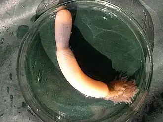 Приапулида Priapulus caudatus