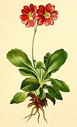 Primula pubescens Иллюстрация в  Атлас альпийской флоры (1882)