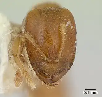 Муравей Prionopelta majuscula