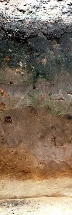 Пример почвенного профиля