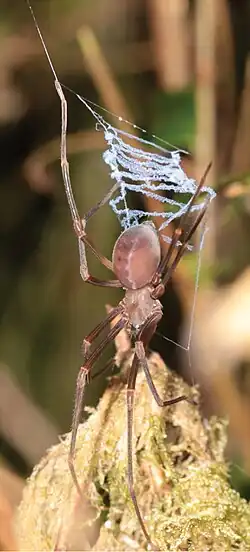 Неполовозрелый самец P. otwayensis держит паутину для ловли добычи.