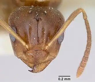 Муравей Prolasius advenus