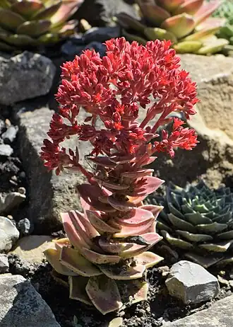 Типовой вид — Prometheum sempervivoides