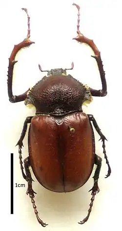 Propomacrus bimucronatus (самец)