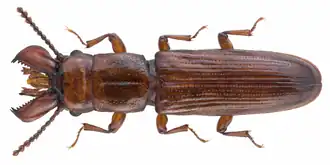 Prostomis mandibularis