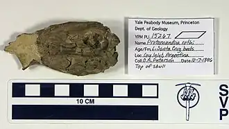 Ископаемый череп