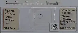 Экземпляр (паратип) из Национального музея естествознания в Люксембурге
