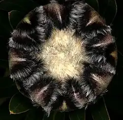 Соцветие, вид сверху