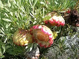 Цветущая P. namaquana