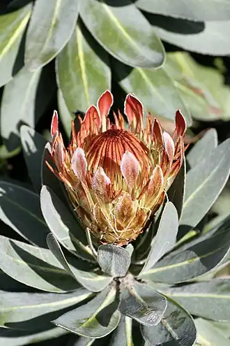 Протея Рупелл (Protea roupelliae roupelliae)