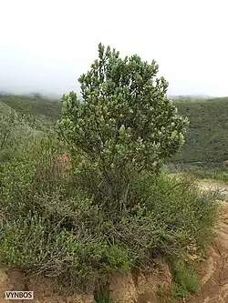 Дерево Protea subvestita