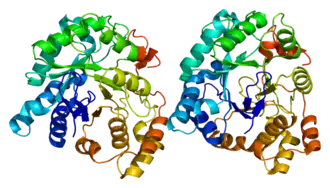 Структура белка AKR1C3.