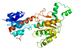 PDB представлено на основе 1hku.