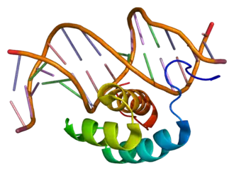 Комплекс белка HOXB7 с ДНК.