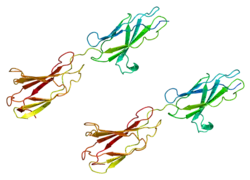 PDB прорисовано на основе 1qg3.