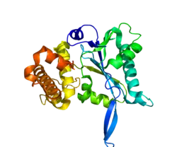 Прорисовка основана на PDB 3E9L.