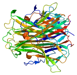 PDB прорисовано на основе 1s55.