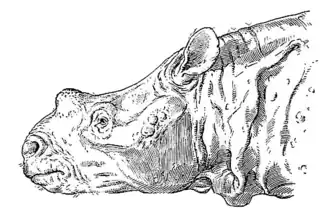 Реконструкция головы Protitanotherium emarginatum