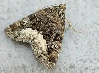 Аконтиновые