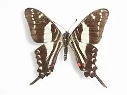 Protographium marcellinus