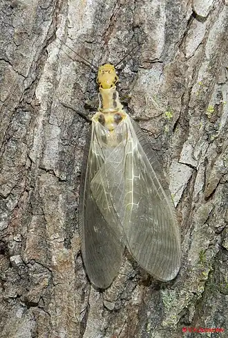 Большехехцирский заповедник, Бычиха, 17 июля 2020