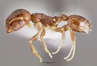 Рабочий Temnothorax americanus