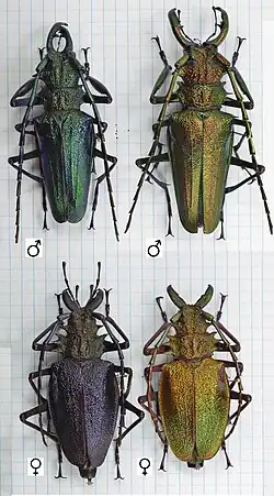 Psalidognathus friendii