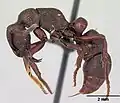 Psalidomyrmex procerus