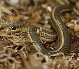 Обыкновенная песчаная змея (Psammophis sibilans), обитает в Африке