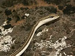 Песочная змея (Psammophis schokari)