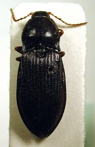 Pseudanostirus globicollis