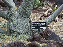 Ствол дерева. Ботанический сад при библиотеке Хантингтона