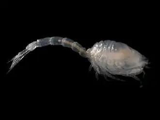 Pseudocuma longicorne