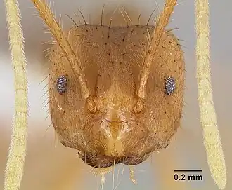 Муравей Pseudolasius australis