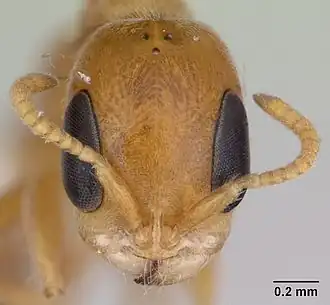 Pseudomyrmex filiformis