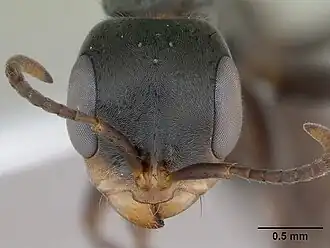 Pseudomyrmex gracilis