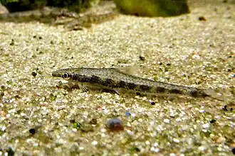 Psilorhynchus sucatio