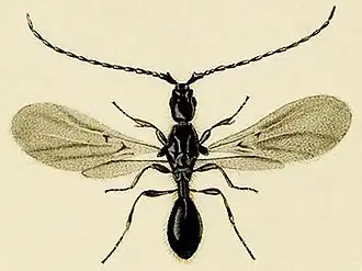 Psilus fuscipennis