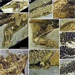 Детали образца пситтакозавра SMF R 4970