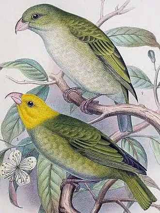 Самка вверху, самец внизу