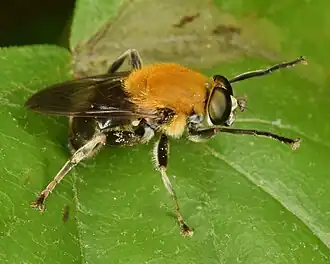 Pterallastes thoracicus