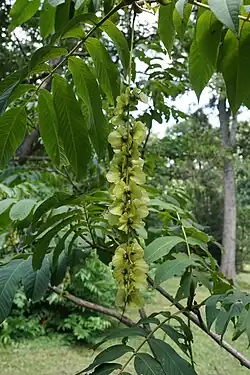 Pterocarya macroptera