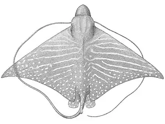 Оригинальное изображение Myliobatis asperrimus