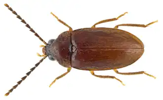 Ptilodactyla exotica