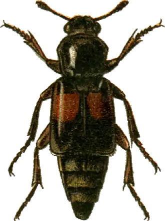 Рисунок Ptomascopus plagiatus