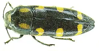 Ptosima flavoguttata