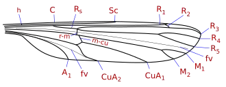 Схема жилкования крыла Ptychoptera. C: костальная жилка; Sc: субкостальная жилка; R: радиус; M: медиальные жилки; Cu: кубитальные жилки; A: анальная жилка жилка; h: плечевая жилка; r-m: радио-медиальная жилка; m-cu: медио-кубитальная жилка; fv: ложная жилка.